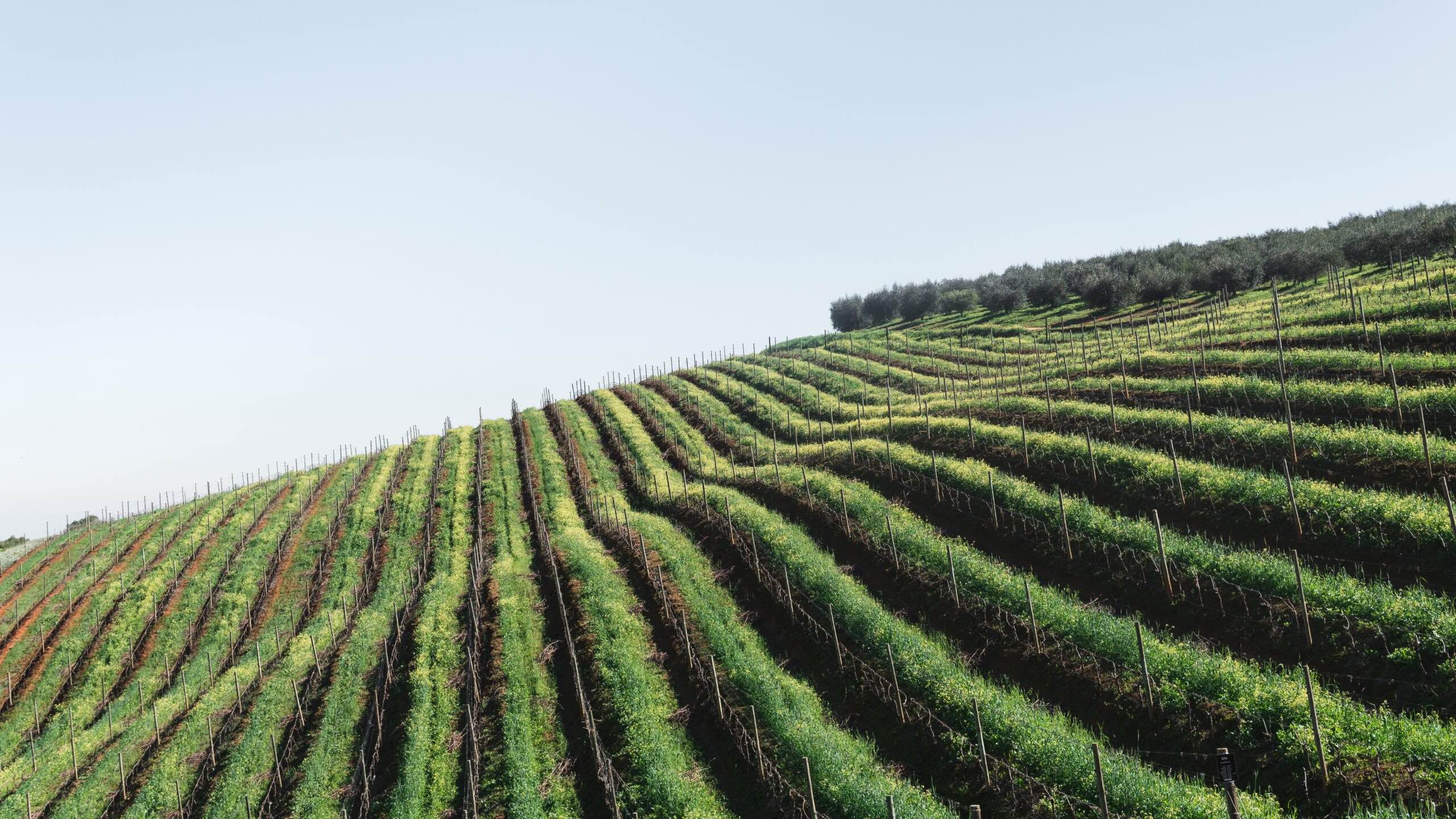 Domaine de Saoubis - Bas Armagnac - Gers - Recherche de l'excellence